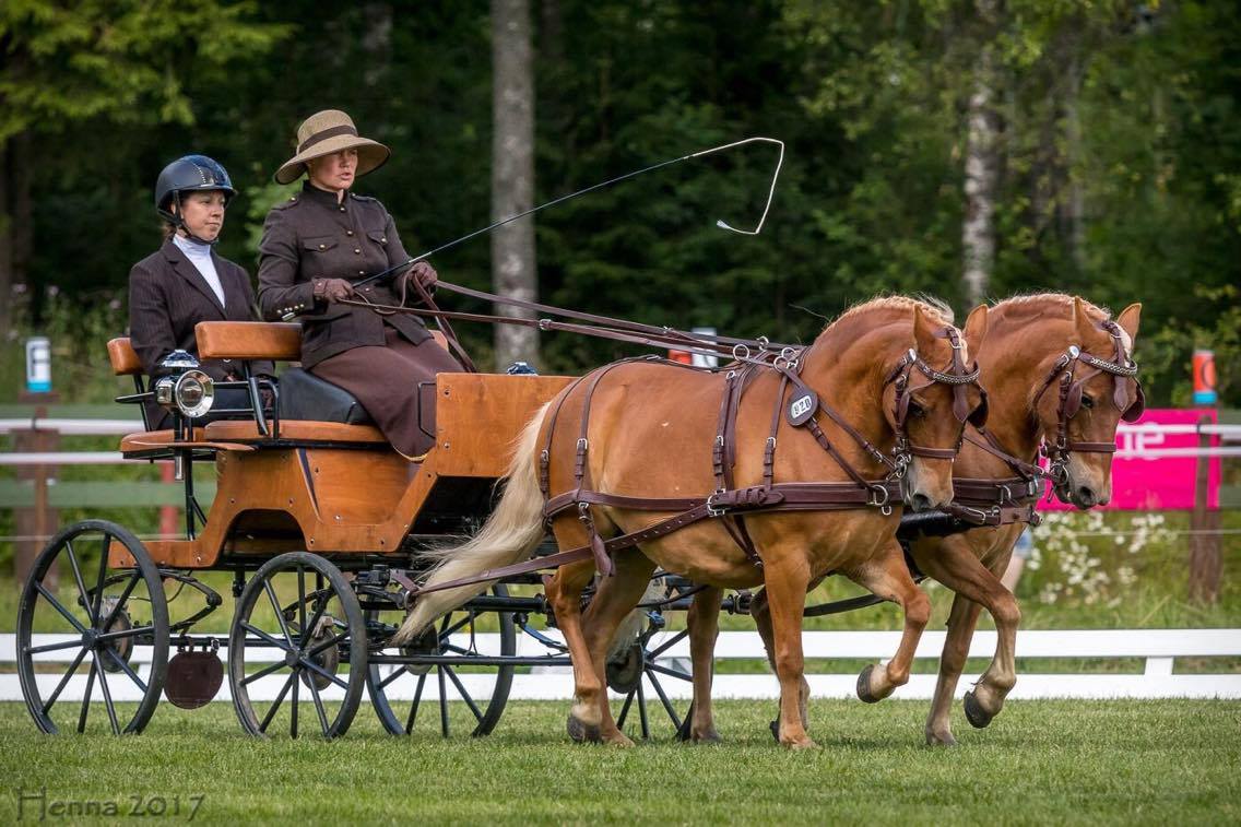 NEW NYLON WEBBING DRIVING CART HARNESS SET SHETLAND SIZE FOR SINGLE HORSE 