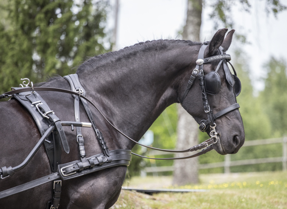 Horse Deluxe Nylon Webbing Driving Harness Plain Black All Sizes 