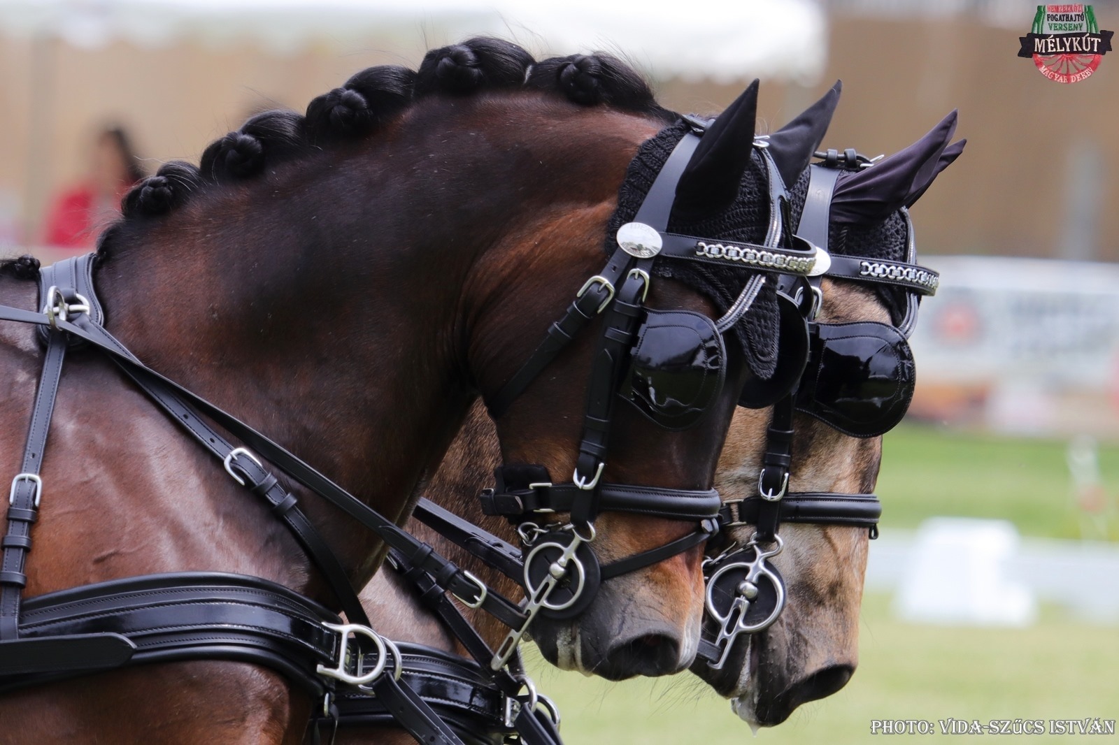 Luxe Patentleather Harness - Ideal Equestrian