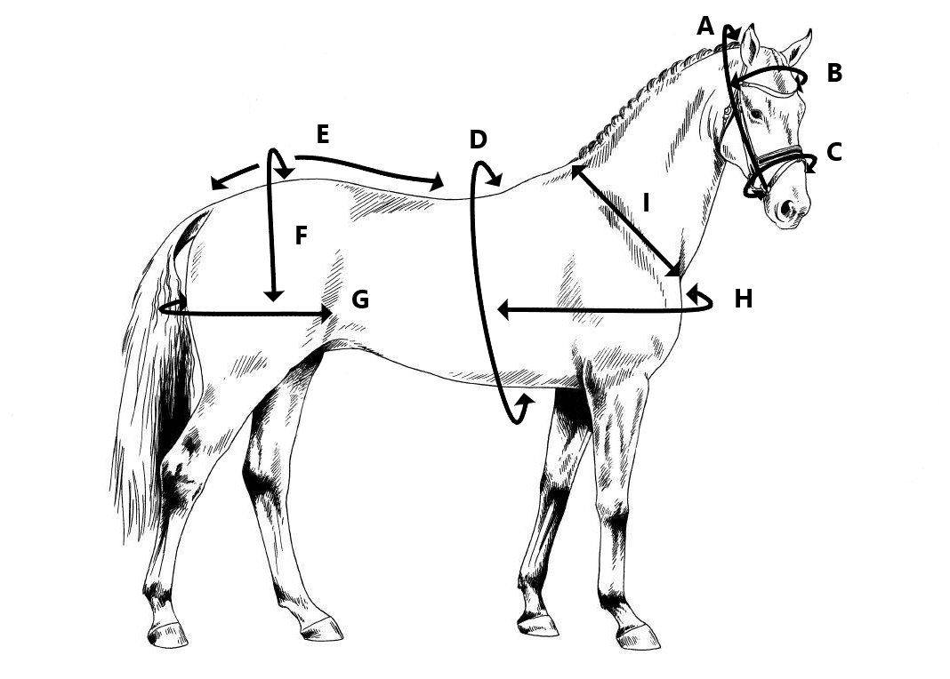 Horse Blanket Measurement Chart