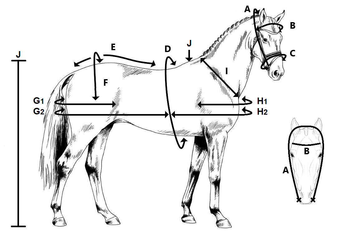 systematisch had het niet door vloot Maattabel - Ideal Equestrian